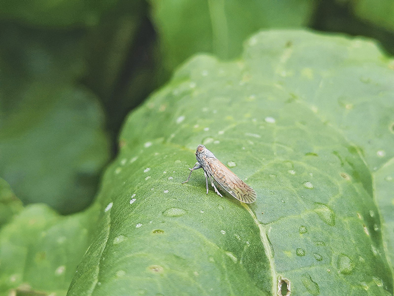 Problemunkräuter in den Griff bekommen