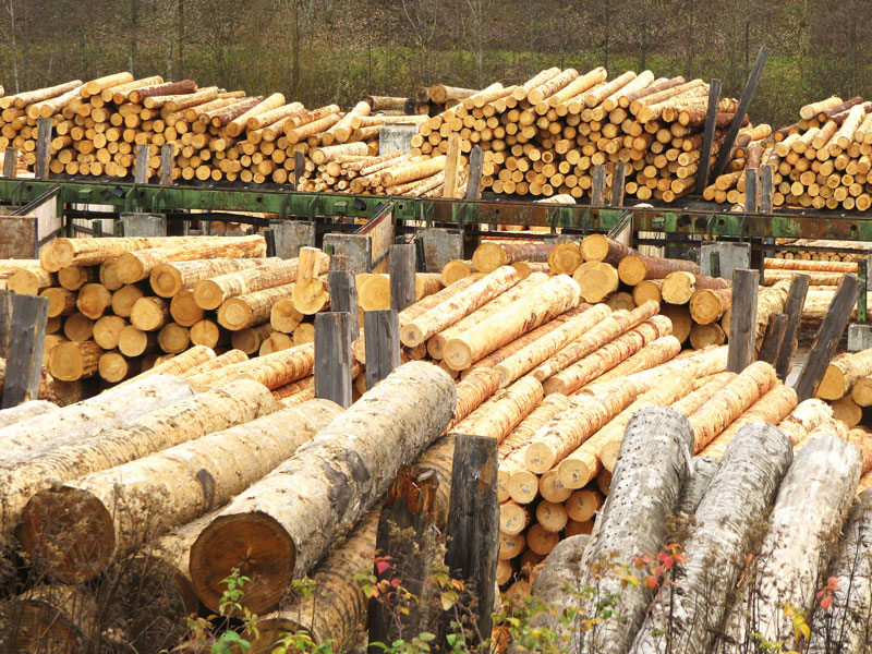 Höchstpreise für das Nadelstammholz