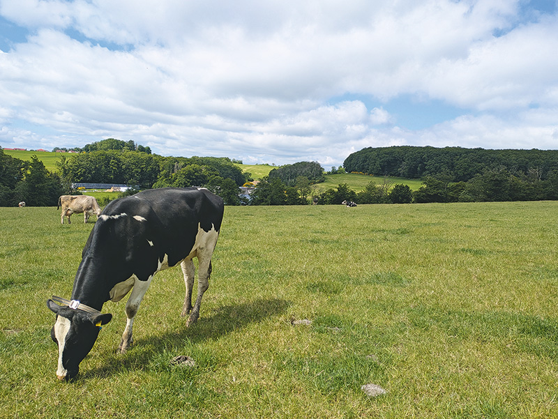 Die Vorweide dient nicht der Fütterung