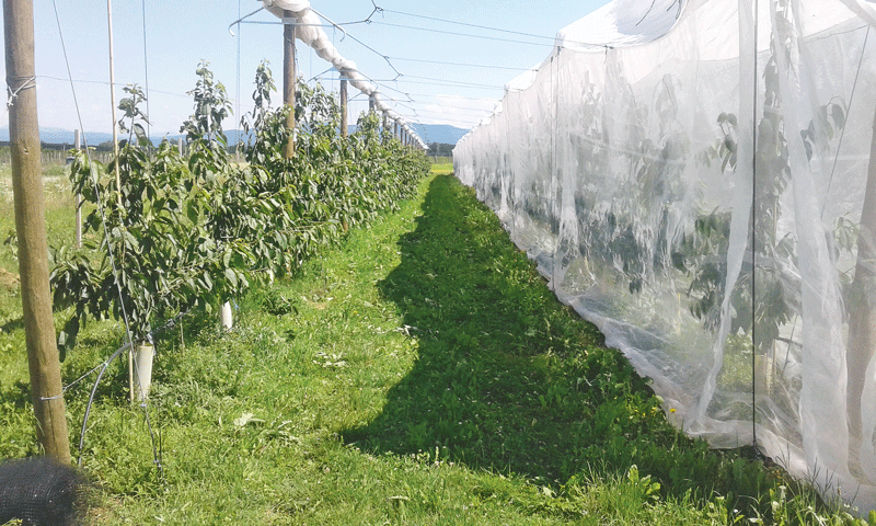 Bundessteinobstseminar feiert rundes Jubiläum