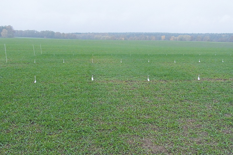 Die Wirkstoffwahl auch an Resistenzen ausrichten