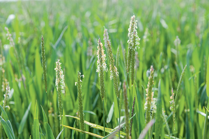 Mit chemischem Pflanzenschutz Ackerfuchsschwanz kontrollieren
Mit chemischem Pflanzenschutz Ackerfuchsschwanz kontrollieren