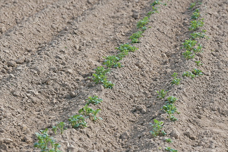 Die Palette wird immer weiter eingeschränkt