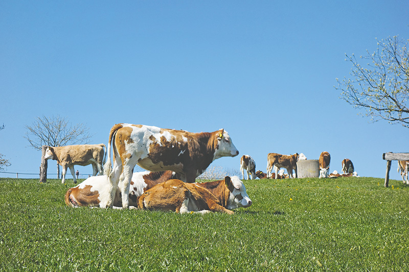 Endoparasiten bei Rindern im Griff behalten