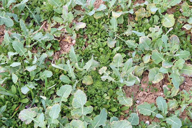 Nicht jede Minderwirkung beruht auf einer Resistenz
