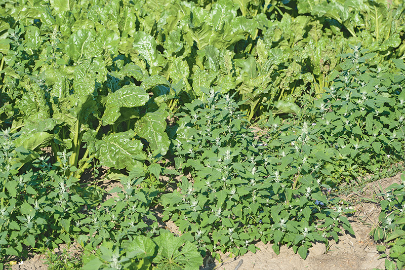 Präzision im Wirkstoffmix nach Wegfall der Standards