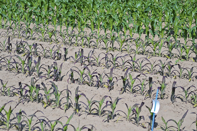 Der Mais braucht einen guten Start