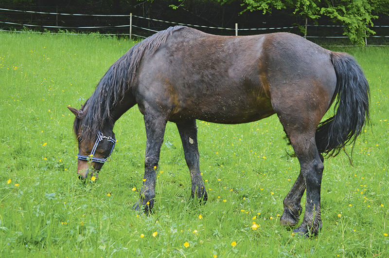 Das Frühjahr ist eine sensible Zeit für Pferde