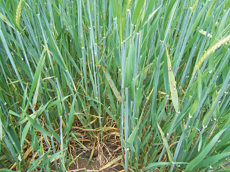 Jeden Wirkstoff nur einmal einsetzen