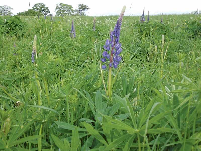 Wie giftig ist die Staudenlupine?