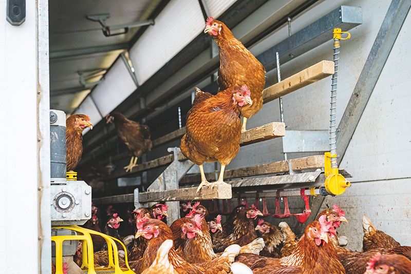 Fangmethoden, Betäubung und Geschlechtsbestimmung