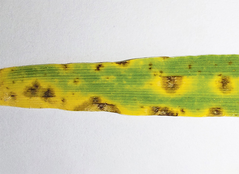 Doppelbehandlungen sind meistens nicht notwendig