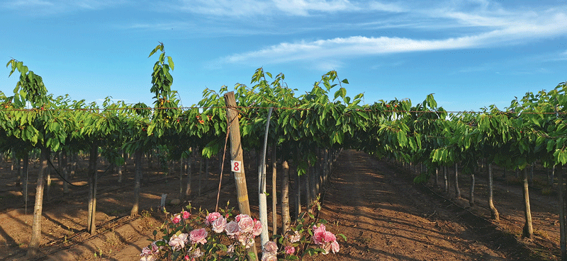 Eine Pergola für den Kirschenanbau