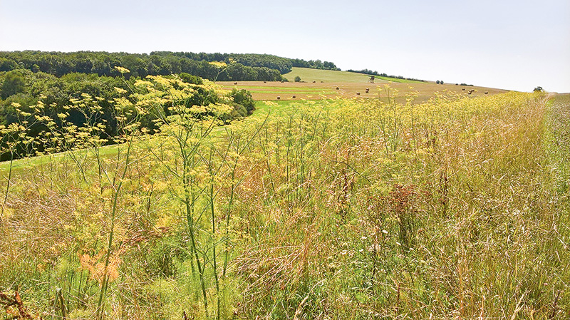 Welche Kombinationen sind möglich?