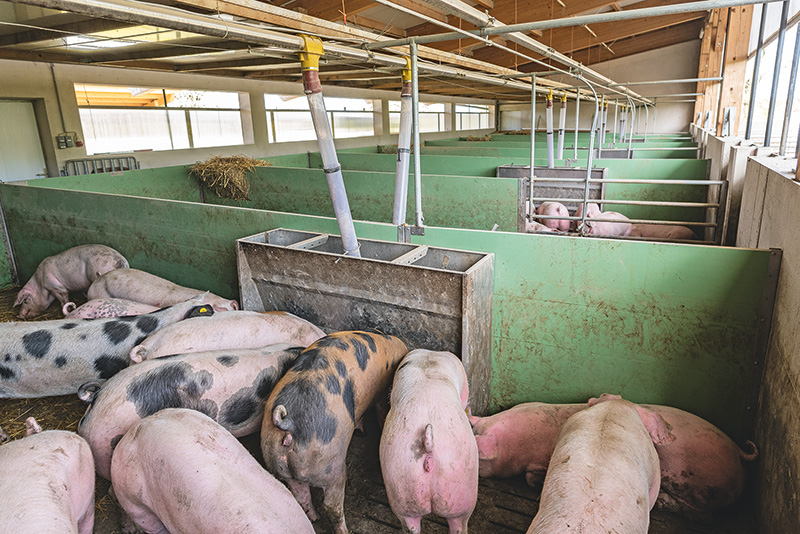 Körnerleguminosen meist im eigenen Betrieb verfüttert