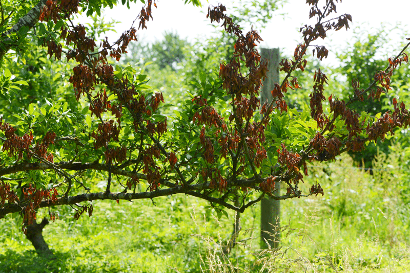 Jetzt Kernobst auf Feuerbrand kontrollieren