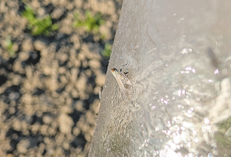 Die Pest mit Flügeln 