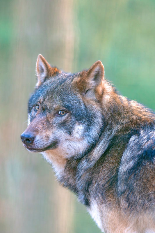 Nach 130 Jahren lernen wir wieder, mit dem Wolf zu leben