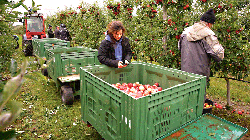 Obstbau im Wandel – Zukunftsszenarien für Mitteldeutschland