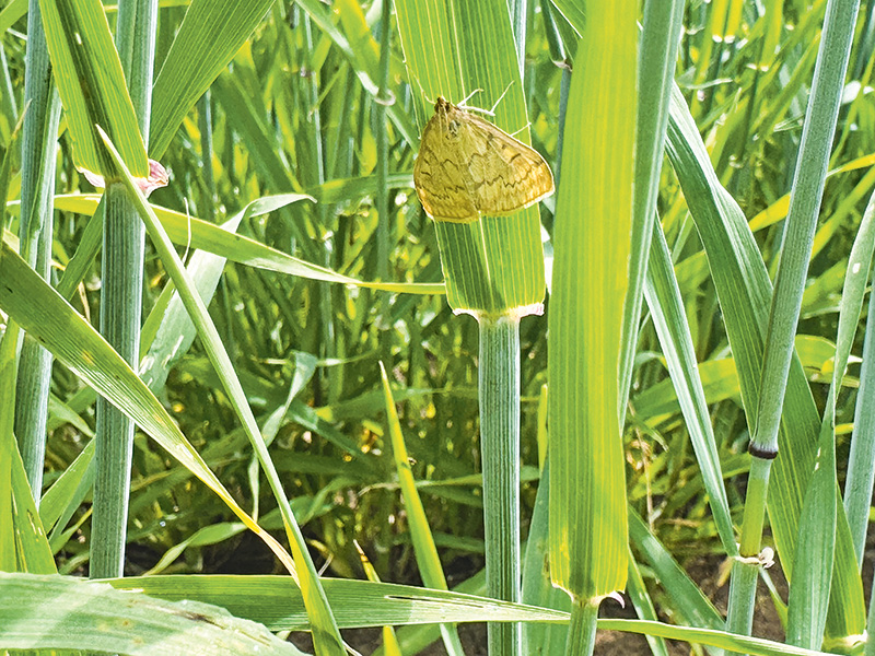 Erste bivoltine Falter schon im Mai