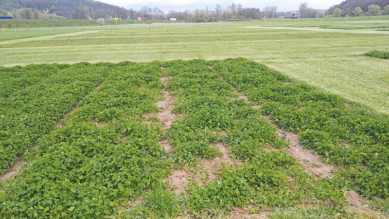 Empfohlene Sorten sind alternativlos 