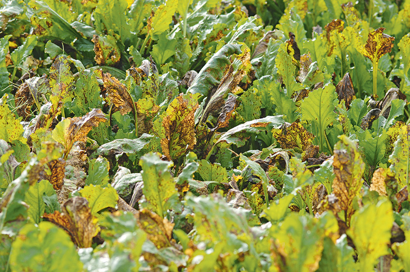 Cercospora bleibt Krankheit Nummer eins
