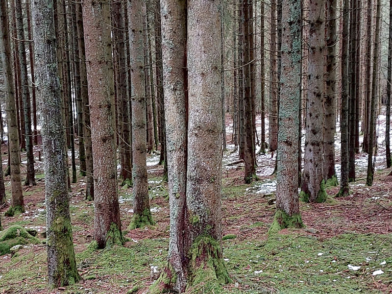 Abschied vom Wald als Sparkasse?
