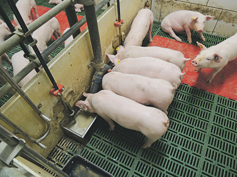 Schweinemast mit Nebenprodukten?