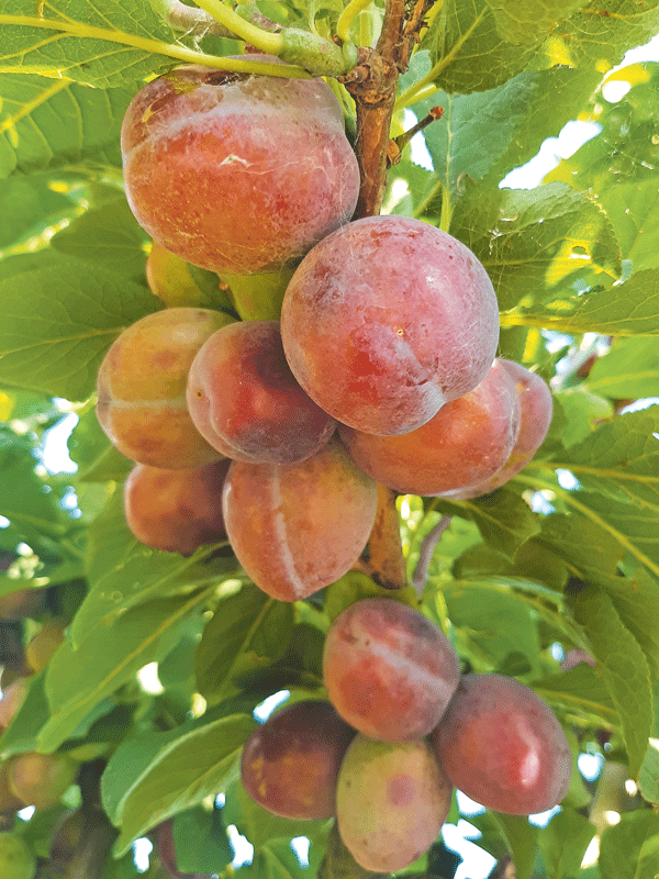 Hitzeschäden in Obst führen zu Verlusten