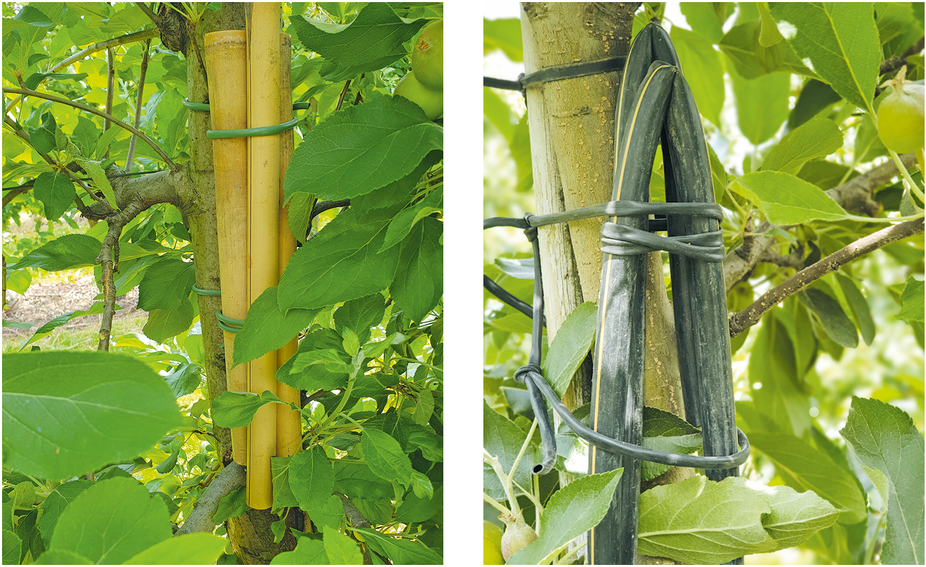 Biodiversität im Obstbau stärken