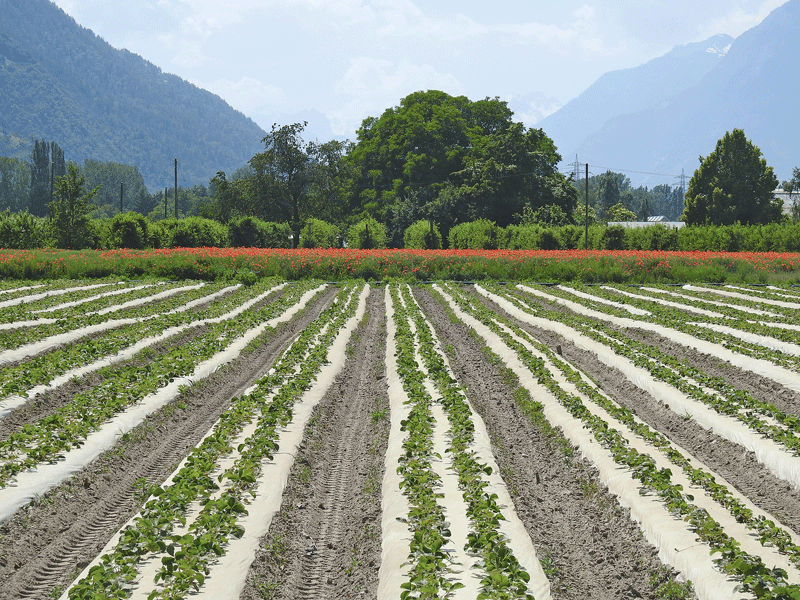Schweizer Bioerdbeeren auch noch bis in den Juli