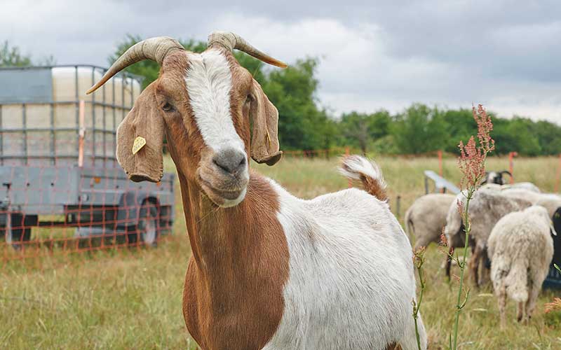 Die Pest der kleinen Wiederkäuer