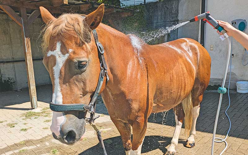 Wann Hitze für Pferde zum Problem wird