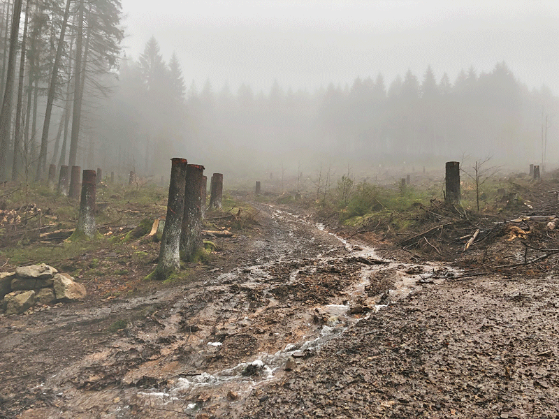 Wasser im Wald zurückhalten und speichern