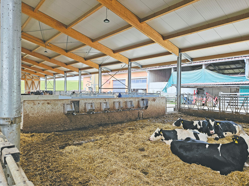 Hitzestress bei Kühen: Reichen Ventilatoren aus? 