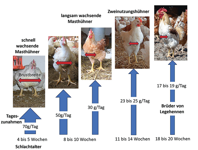 Arteigenes Verhalten bei Masthühnern fördern