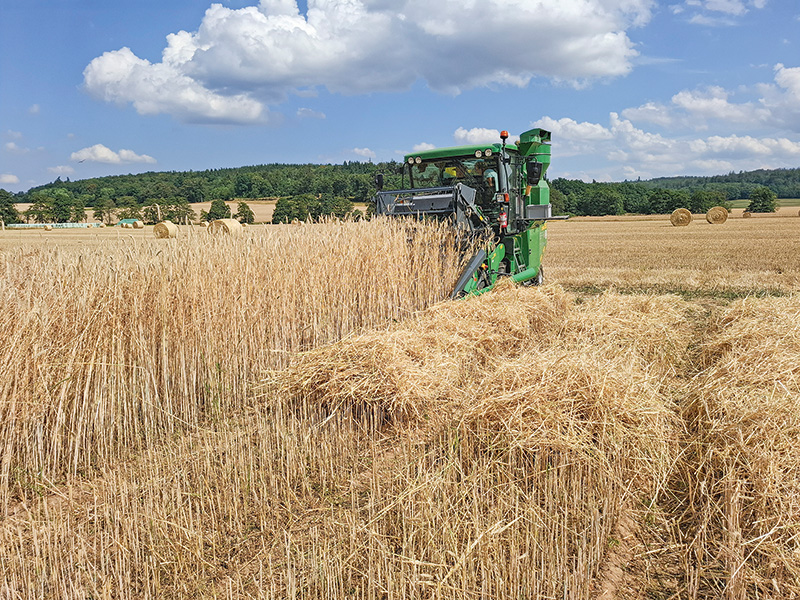 Hybridsorten mit merklichem Ertragsvorteil