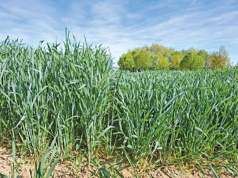 Guter Ertrag trotz Sommertrockenheit