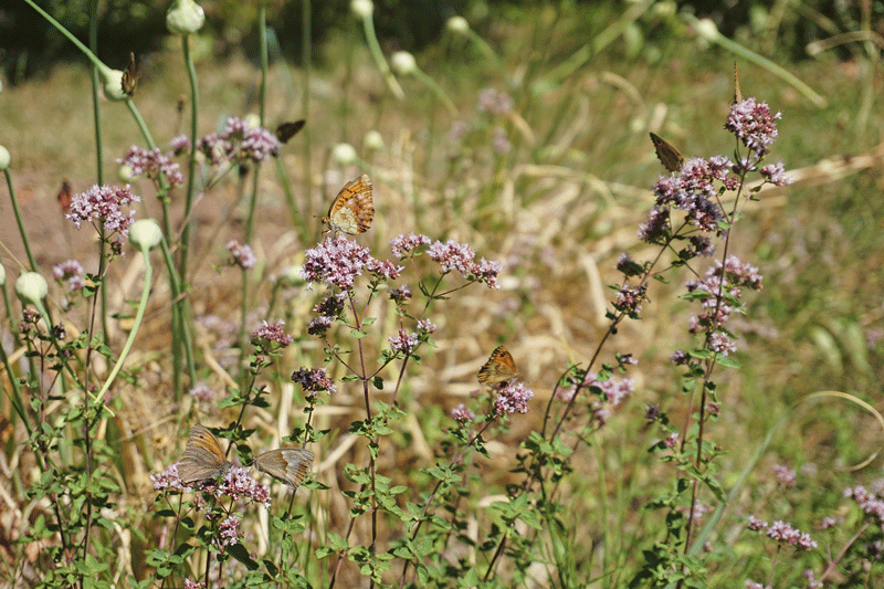 Wilde Blütenpflanzen, die Insekten Nahrung bieten