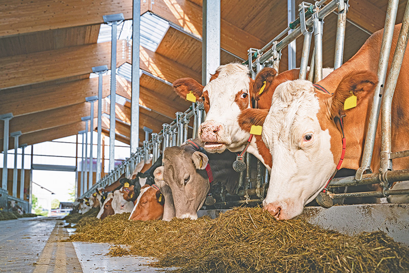 Auf den Mutterkorngehalt im Getreide achten