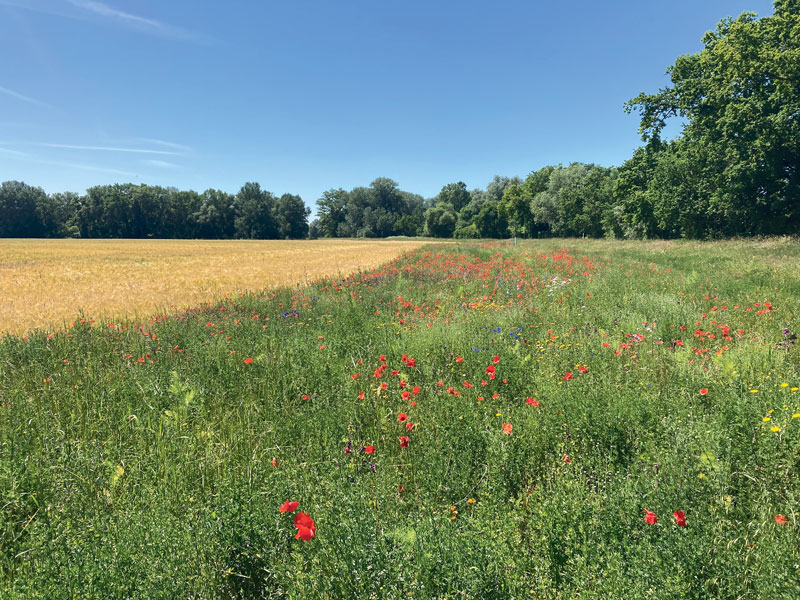 Wie lassen sich Landwirtschaft und Naturschutz verbinden? 