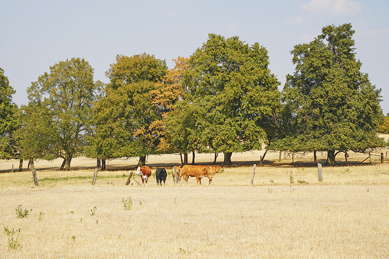 Dürre-Sommer sind keine Ausnahmen mehr