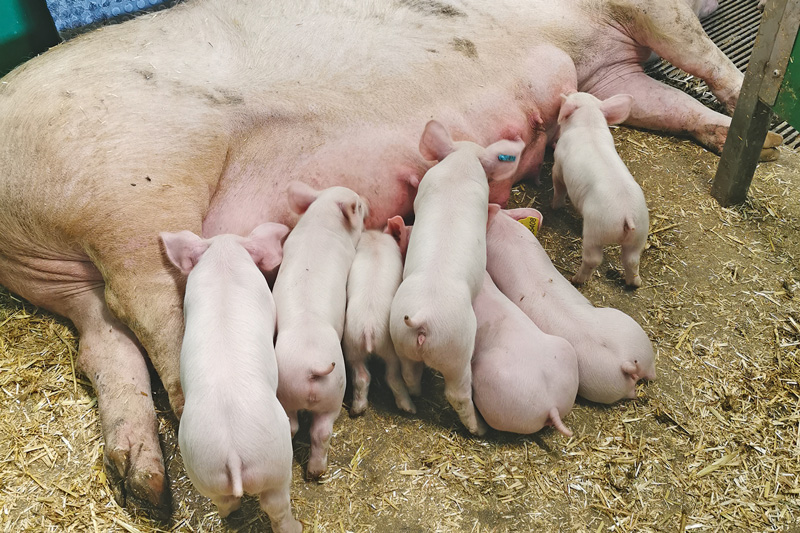 Erfolg im Abferkelstall sichern 
