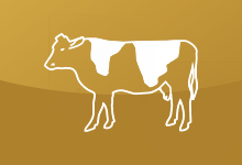 Holsteinfärsen: Qualität passend, Angebot zu gering
